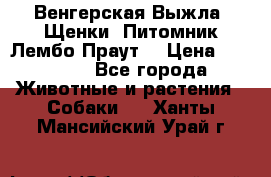 Венгерская Выжла. Щенки. Питомник Лембо Праут. › Цена ­ 35 000 - Все города Животные и растения » Собаки   . Ханты-Мансийский,Урай г.